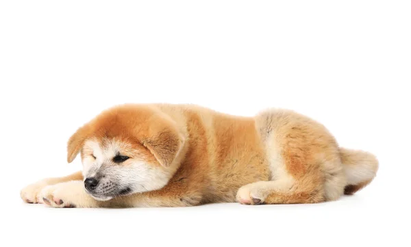 Roztomilé Akita Inu Štěně Bílém Pozadí Dětské Zvíře — Stock fotografie