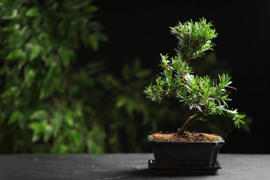 Japon bonsai bitkisi gri masada, mesaj için yer var. Evde zen atmosferi oluşturuluyor