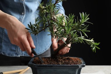 Japon bonsai bitkisiyle ilgilenen kadın, yakın plan. Evde zen atmosferi oluşturuluyor