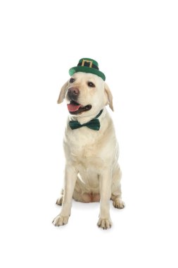 Beyaz arka planda leprikon şapkalı ve papyonlu Labrador Retriever. Aziz Patrick Günü