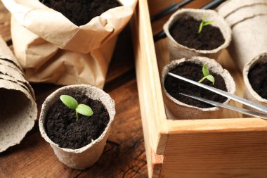 Tahta masadaki bezelye saksılarında küçük fideler.
