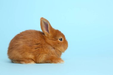 Açık mavi arka planda sevimli pofuduk tavşan. Paskalya sembolü