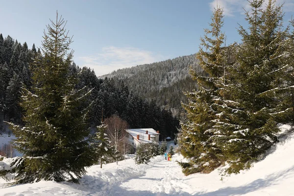 Menschen Die Sonnigen Wintertagen Der Nähe Von Verschneiten Wäldern Spazieren — Stockfoto
