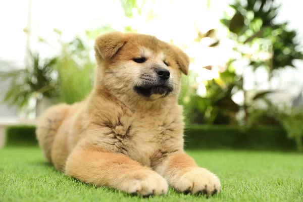 Cute Akita Inu Puppy Green Grass Outdoors Baby Animal — Stock Photo, Image