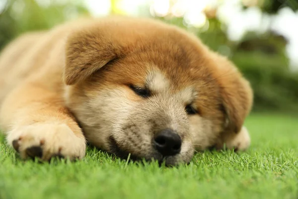 Lindo Cachorro Akita Inu Hierba Verde Aire Libre Bebé Animal —  Fotos de Stock