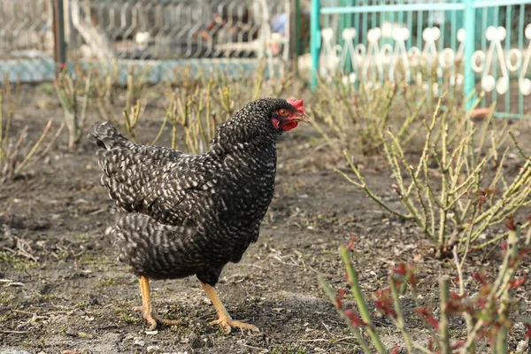 Schönes Schwarzes Huhn Das Sonnigen Tagen Draußen Spaziert — Stockfoto