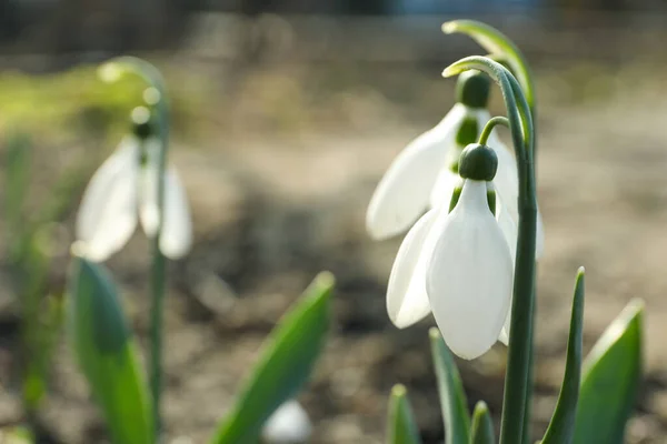 Beautiful Blooming Snowdrops Garden Closeup First Flowers — Stock Photo, Image