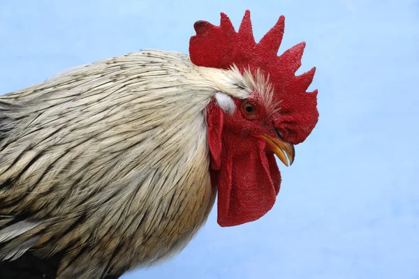 Big Beautiful Rooster Blue Background Domestic Animal — Stock Photo, Image