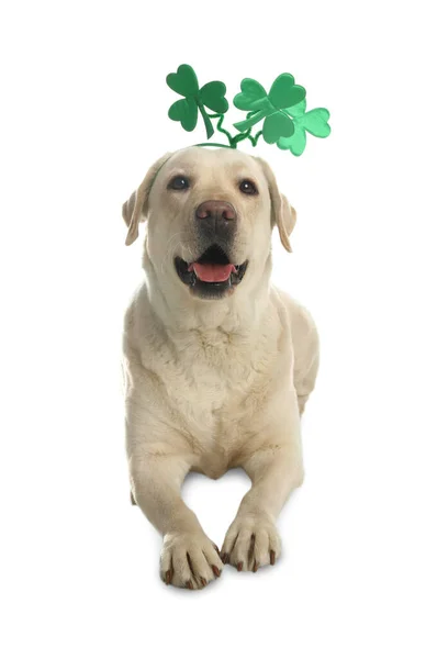 带三叶草叶带的拉布拉多猎犬 背景为白色 圣帕特里克节 — 图库照片