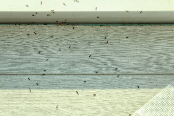 Много черных муравьев на полу дома, вид сверху. Контроль вредителей
