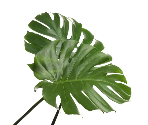 Folhas Tropicais Verdes Frescas Sobre Fundo Branco — Fotografia de Stock