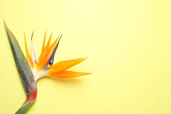 黄色の背景に楽園の熱帯の花の鳥 トップビュー テキストのスペース — ストック写真