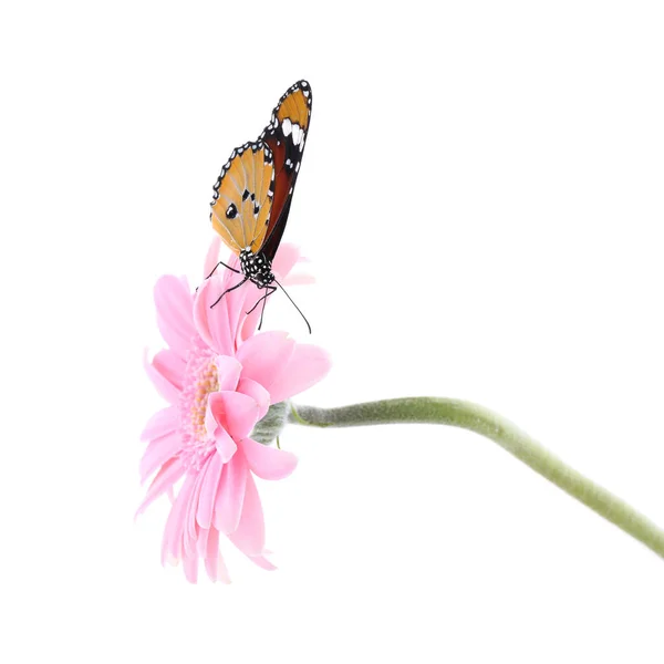 Цветок Красивой Окрашенной Бабочкой Изолирован Белом — стоковое фото