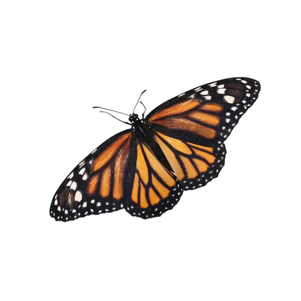 白で隔離された美しい壊れやすい君主蝶 — ストック写真