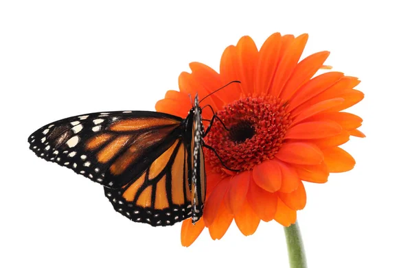 Цветок Красивой Монархической Бабочкой Белом — стоковое фото