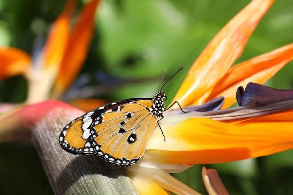 Schöne Bemalte Dame Schmetterling Auf Blume Garten — Stockfoto