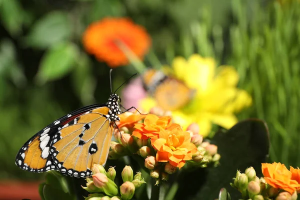 Beautiful Painted Lady Butterfly Flower Garden — Stock Photo, Image