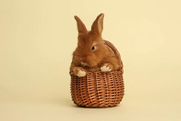 Adorable Fluffy Bunny Wicker Basket Yellow Background Easter Symbol — Stock Photo, Image