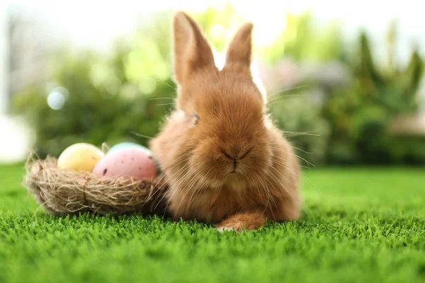 스러운 토끼와 부활절 달걀을 장식용 — 스톡 사진