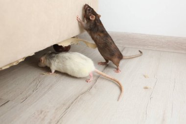 İçerideki hasarlı mobilyaların yanında fareler var. Haşere kontrolü