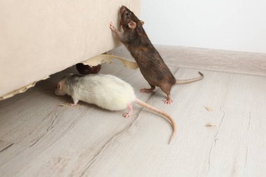 Rats near damaged furniture indoors. Pest control clipart
