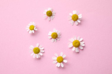 Pembe arka planda papatya çiçekleri olan güzel bir kompozisyon.