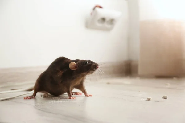 Braune Ratte Auf Dem Fußboden Haus Schädlingsbekämpfung — Stockfoto