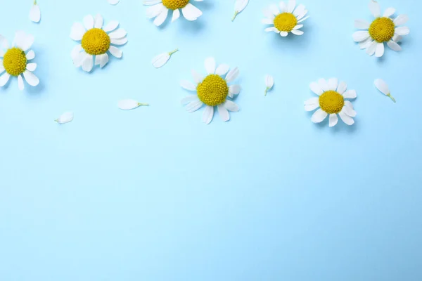 Beautiful Chamomile Flowers Light Blue Background Flat Lay Space Text — Stock Photo, Image