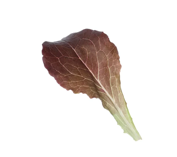 Leaf Fresh Red Lettuce Isolated White — Stock Photo, Image