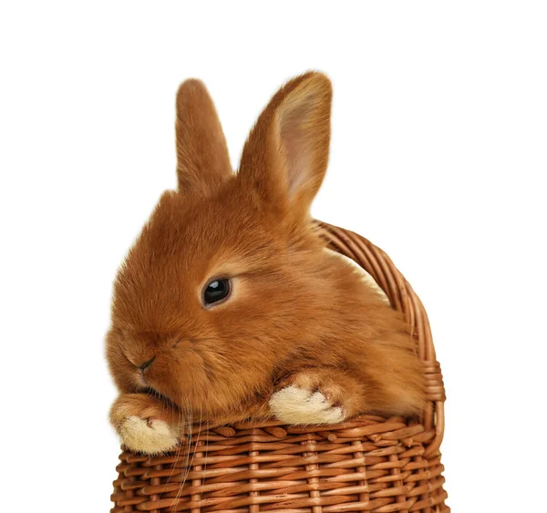Adorable Fluffy Easter Bunny Wicker Basket White Background — Stock Photo, Image