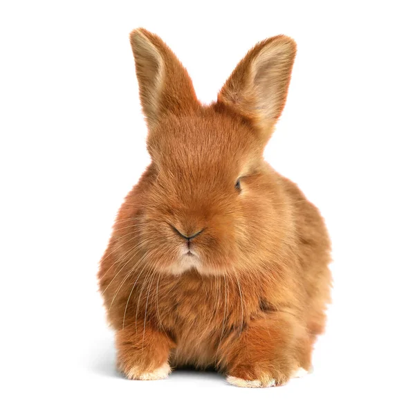 白色背景上可爱的绒毛复活节兔子 — 图库照片