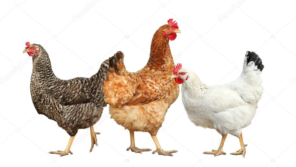 Beautiful chickens on white background. Domestic animal