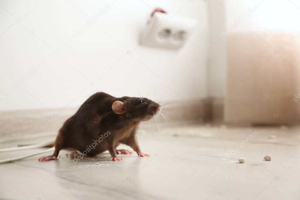 Brown rat on floor indoors. Pest control