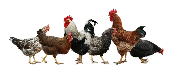 Gyönyörű Csirkék Kakasok Fehér Háttér — Stock Fotó