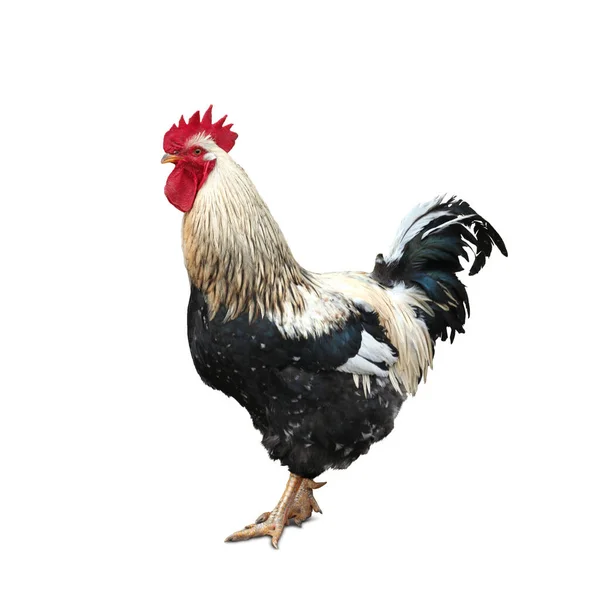 白い背景に美しい鶏 — ストック写真