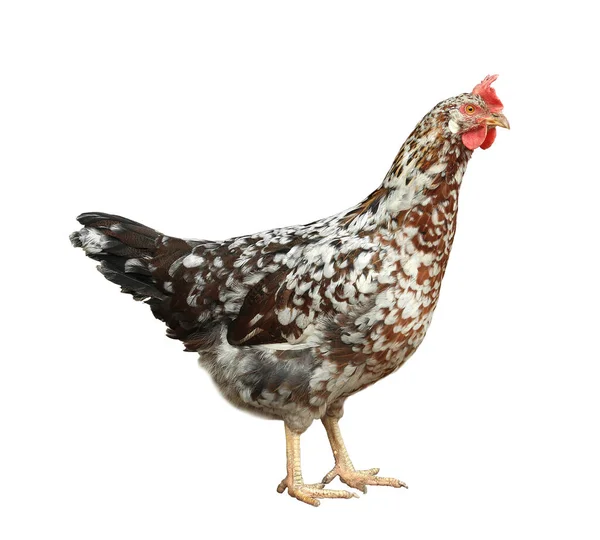 Vacker Kyckling Vit Bakgrund Husdjur — Stockfoto