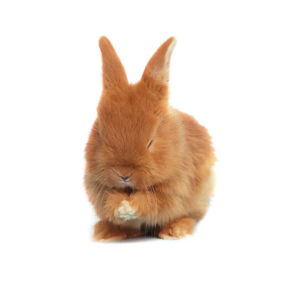 Bedårande Fluffig Påsk Kanin Vit Bakgrund — Stockfoto