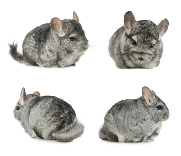 Collage Cute Grey Chinchillas White Background — Stock Photo, Image