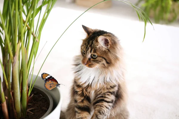 Очаровательная Кошка Играет Бабочкой Полу Дома — стоковое фото