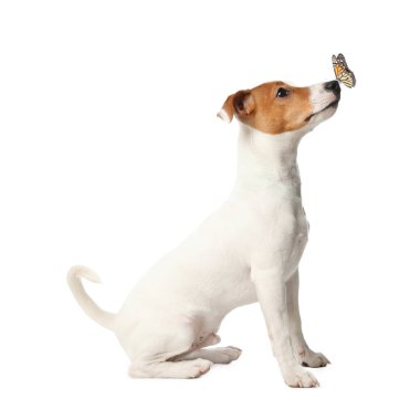 Beyaz arka planda şirin Jack Russel Terrier ve kelebek. Güzel köpek.