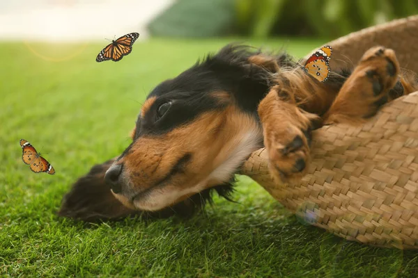 Netter Hund Der Mit Schmetterlingen Auf Gras Freien Spielt Freundliches — Stockfoto