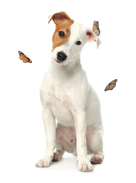 白い背景にかわいいジャック ラッセル テリアと蝶 素敵な犬 — ストック写真