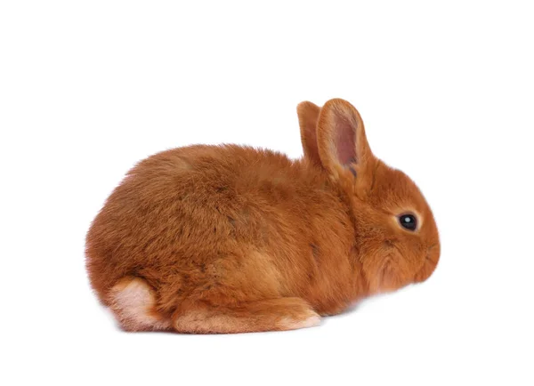 Очаровательный Пушистый Пасхальный Кролик Белом Фоне — стоковое фото