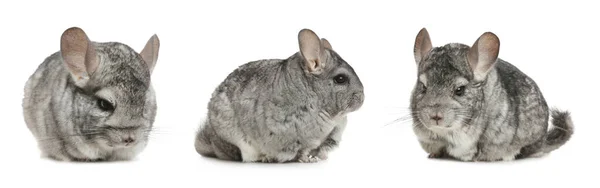 Collage Met Schattige Grijze Chinchillas Witte Achtergrond — Stockfoto