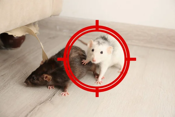 Стрельба Крысам Помещении Борьба Вредителями — стоковое фото