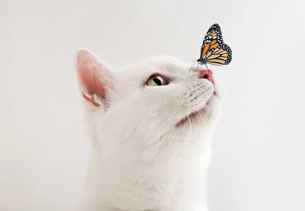 Симпатичная Табби Кошка Бабочка Белом Фоне — стоковое фото