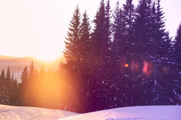 Picturesque View Snowy Coniferous Forest Winter — Stock Photo, Image