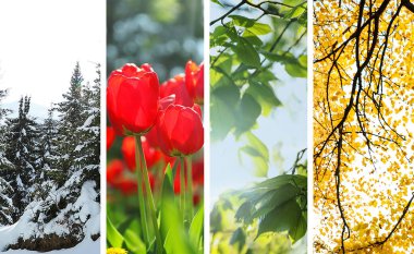 Doğanın güzel fotoğraflar. Dört mevsim kolaj