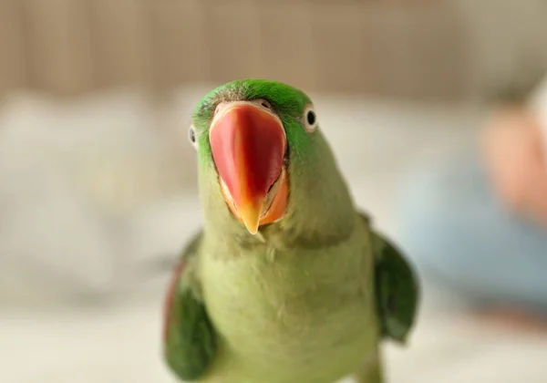 Bellissimo Pappagallo Alessandrino Sfondo Sfocato Carino Animale Domestico — Foto Stock