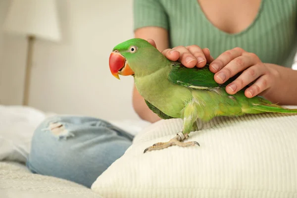 Mujer Joven Con Perico Alejandrino Dentro Primer Plano Linda Mascota —  Fotos de Stock